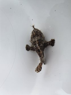 画像3: 《近海産海水魚》カエルアンコウ（SSサイズ）…画像の個体です