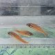 《近海産海水魚》スジオテンジクダイ（3匹セット）…ハンドコート採取