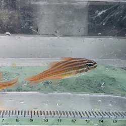 画像2: 《近海産海水魚》スジオテンジクダイ（3匹セット）…ハンドコート採取