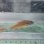 画像2: 《近海産海水魚》スジオテンジクダイ（3匹セット）…ハンドコート採取 (2)