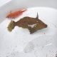 《近海産海水魚》ヨソギ（画像の個体です）