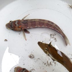 画像3: 《近海産海水魚》トラギス…ハンドコート採取