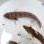 画像3: 《近海産海水魚》トラギス…ハンドコート採取 (3)