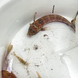 画像4: 《近海産海水魚》トラギス…ハンドコート採取