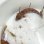 画像4: 《近海産海水魚》トラギス…ハンドコート採取 (4)