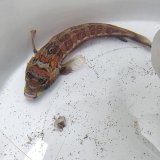 《近海産海水魚》トラギス…ハンドコート採取