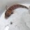 画像1: 《近海産海水魚》トラギス…ハンドコート採取 (1)