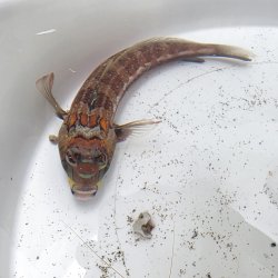 画像2: 《近海産海水魚》トラギス…ハンドコート採取