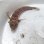 画像2: 《近海産海水魚》トラギス…ハンドコート採取 (2)