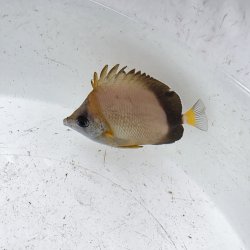 画像3: 《近海産海水魚》シラコダイ（Sサイズ）2匹セット‥当店ハンドコート採取