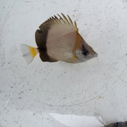 画像2: 《近海産海水魚》シラコダイ（Sサイズ）2匹セット‥当店ハンドコート採取