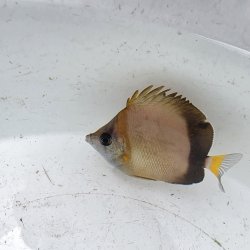 画像4: 《近海産海水魚》シラコダイ（Sサイズ）2匹セット‥当店ハンドコート採取