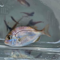 画像1: 《近海産海水魚》【激レア】ヒレコダイ幼魚…ハンドコート採取