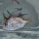 画像1: 《近海産海水魚》【激レア】ヒレコダイ幼魚…ハンドコート採取 (1)