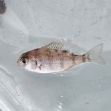 《近海産海水魚》マダイ幼稚魚（画像の個体です）激レアサイズ…ハンドコート採取