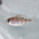 《近海産海水魚》マダイ（幼稚魚）激レアサイズ…ハンドコート採取