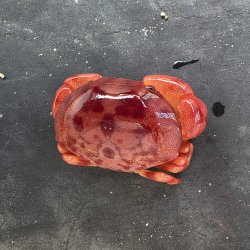 画像1: 《近海産甲殻類》ユウモンガニ(画像の個体です)…ハンドコート採取