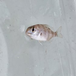 画像2: 《近海産海水魚》マダイ幼稚魚（画像の個体です）激レアサイズ…ハンドコート採取