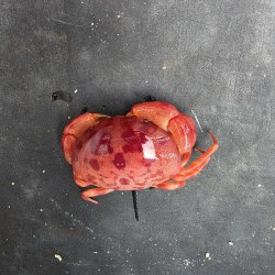 画像2: 《近海産甲殻類》ユウモンガニ(画像の個体です)…ハンドコート採取