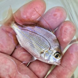 画像2: 《近海産海水魚》【激レア】ヒレコダイ幼魚…ハンドコート採取