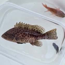 画像2: 《近海産海水魚》オオモンハタ（SMサイズ）…ハンドコート採取…