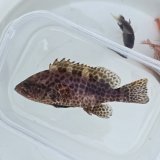 《近海産海水魚》オオモンハタ（SMサイズ）…ハンドコート採取…
