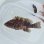 画像1: 《近海産海水魚》オオモンハタ（SMサイズ）…ハンドコート採取… (1)