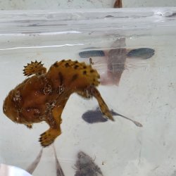 画像2: 《近海産海水魚》カエルアンコウ（SSサイズ）…画像の個体です