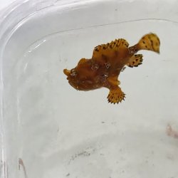 画像1: 《近海産海水魚》カエルアンコウ（SSサイズ）…画像の個体です
