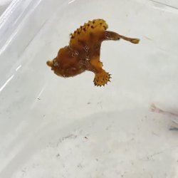画像3: 《近海産海水魚》カエルアンコウ（SSサイズ）…画像の個体です