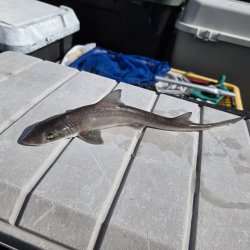 画像1: 《外洋性海水魚》ホシザメ（幼魚サイズ）30センチ±‥近海採取