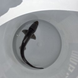 画像2: 《外洋性海水魚》ホシザメ（幼魚サイズ）30センチ±‥近海採取