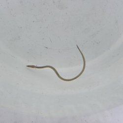 画像1: 《近海産海水魚》ホタテウミヘビ(Sサイズ)…ハンドコート採取