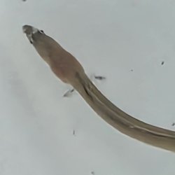 画像2: 《近海産海水魚》ホタテウミヘビ(Sサイズ)…ハンドコート採取