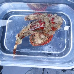 画像2: 《近海産海水魚》サツマカサゴ（画像の個体です）…ハンドコート採取
