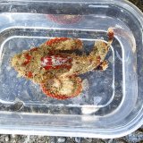 《近海産海水魚》サツマカサゴ（画像の個体です）…ハンドコート採取