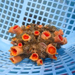 画像1: 《近海産海洋生物》オオエダキサンゴ（画像の個体です）001
