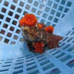 画像3: 《近海産海洋生物》エントウキサンゴ（画像の個体です）001