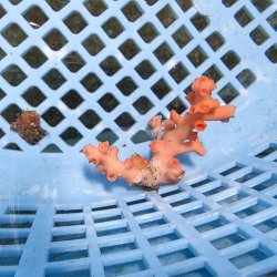 画像2: 《近海産海洋生物》ボシュマキサンゴ（画像の個体です）001