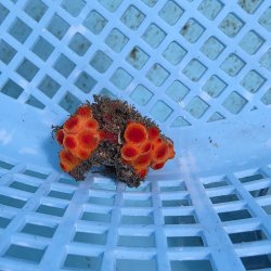 画像2: 《近海産海洋生物》イボヤギ（画像の個体です）001