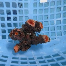 画像1: 《近海産海洋生物》オオエダキサンゴ（画像の個体です）001