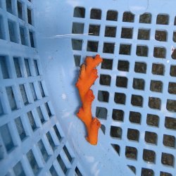 画像1: 《近海産海洋生物》オキノセキサンゴ（画像の個体です）001