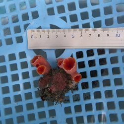 画像3: 《近海産海洋生物》オオエダキサンゴ（画像の個体です）001