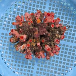画像1: 《近海産海洋生物》オオエダキサンゴ（画像の個体です）001