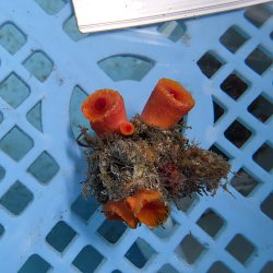 画像2: 《近海産海洋生物》オオエダキサンゴ（画像の個体です）001