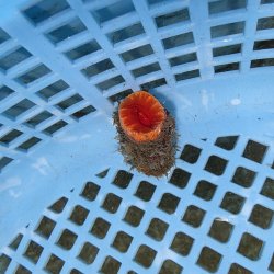 画像2: 《近海産海洋生物》ハナタテ（Mサイズ）001