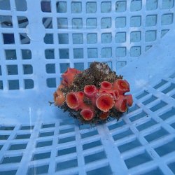 画像1: 《近海産海洋生物》タバネイボヤギ（画像の個体です）001