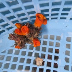 画像1: 《近海産海洋生物》エントウキサンゴ（画像の個体です）001