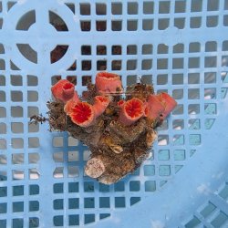 画像2: 《近海産海洋生物》オオエダキサンゴ（画像の個体です）001