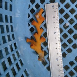 画像3: 《近海産海洋生物》オキノセキサンゴ（画像の個体です）001